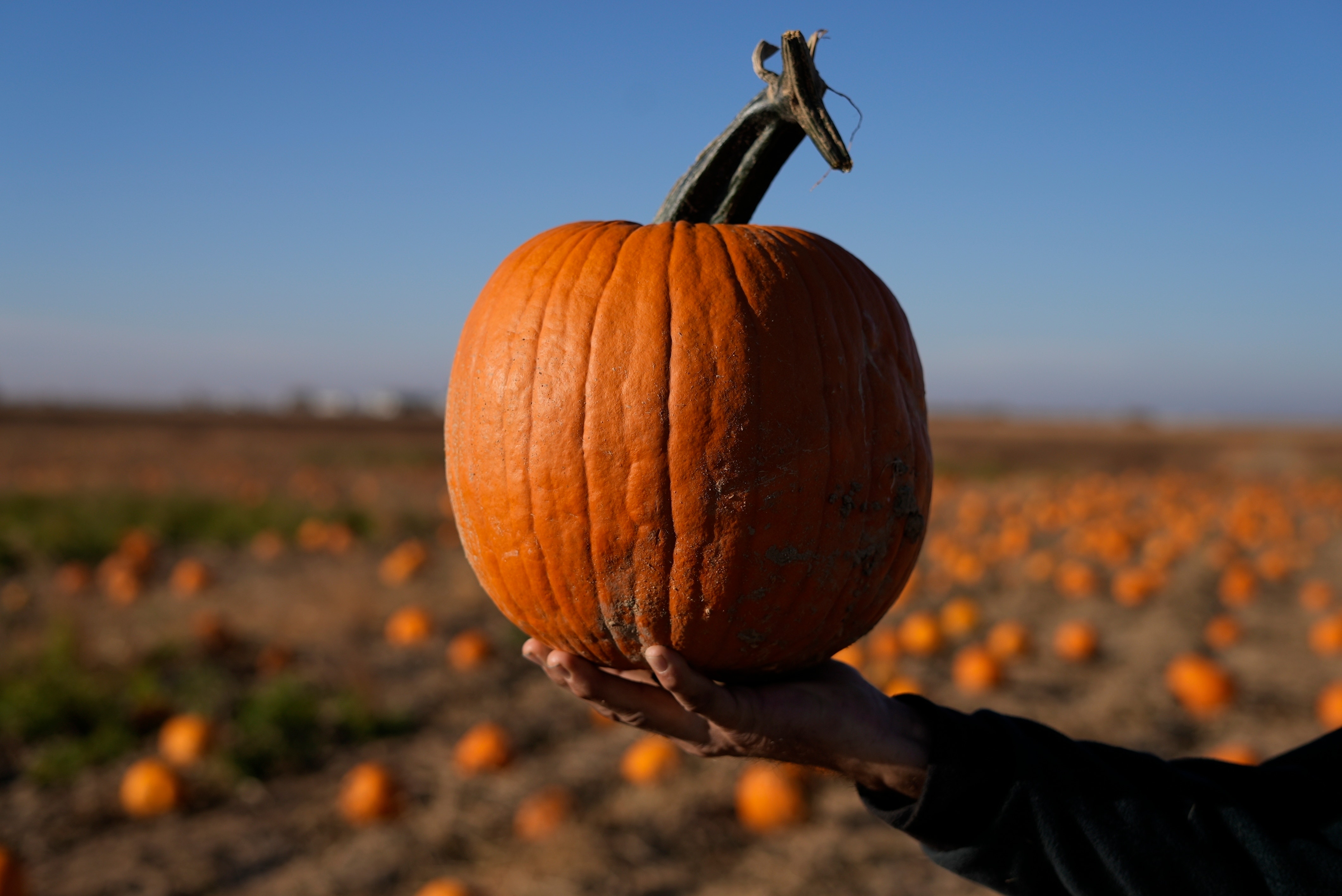 Parched pumpkins: How a drought is impacting Halloween festivities