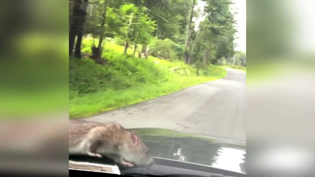 Watch man's hilarious reaction to finding large NYC rat walking on