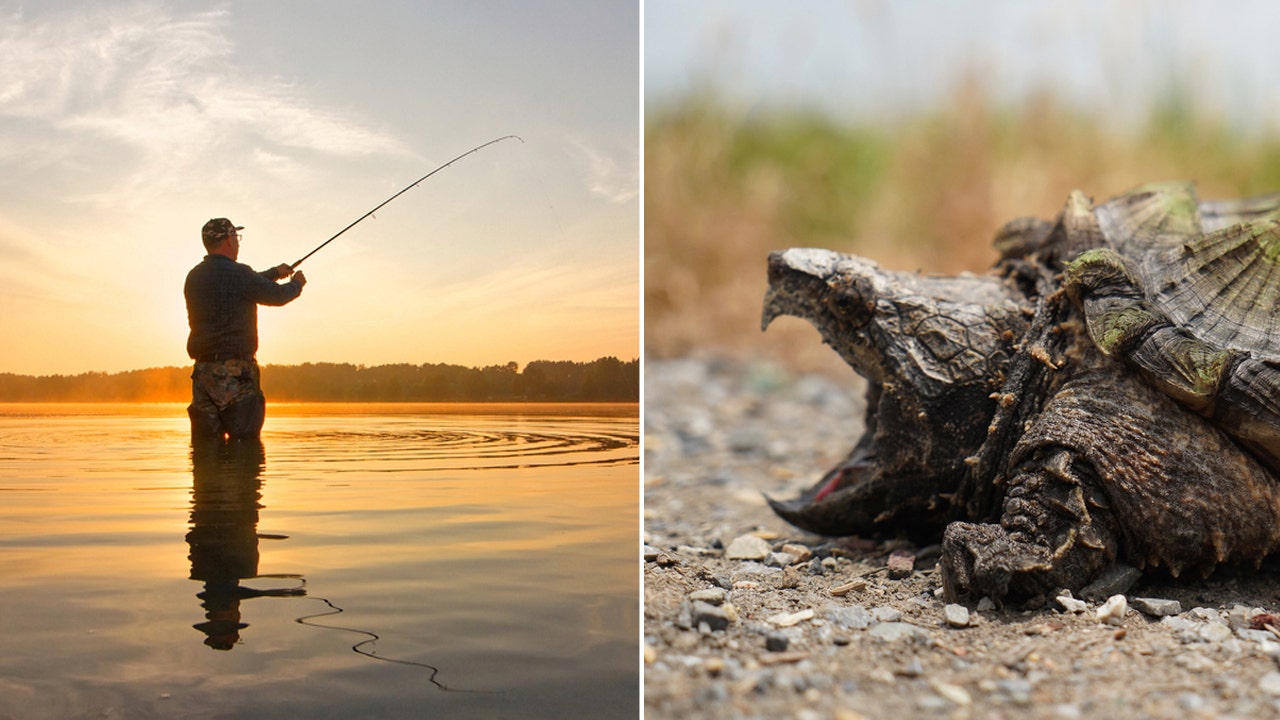 Texas awarding $2K to anyone who reports alligator snapping turtle