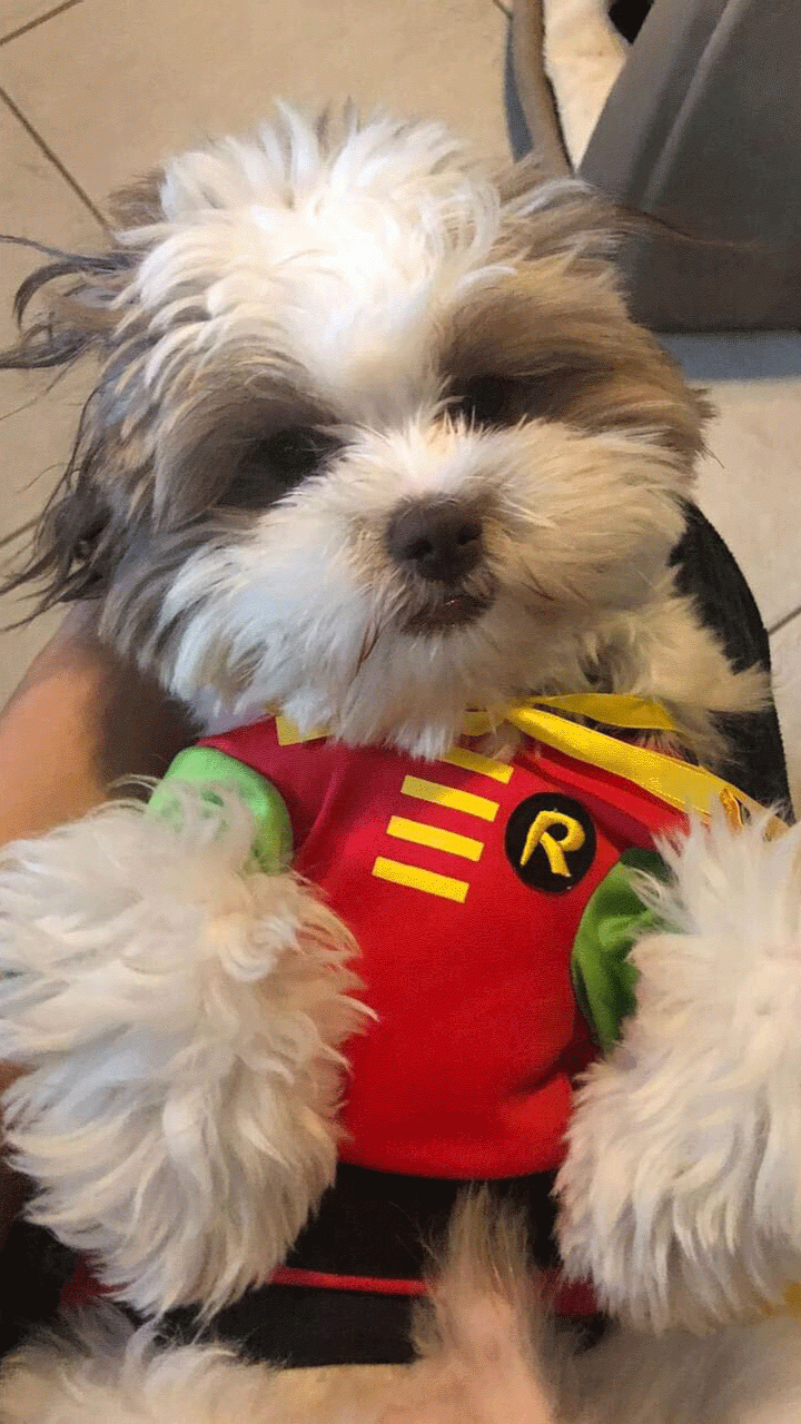 A dog named Baker dressed up as Robin for Halloween