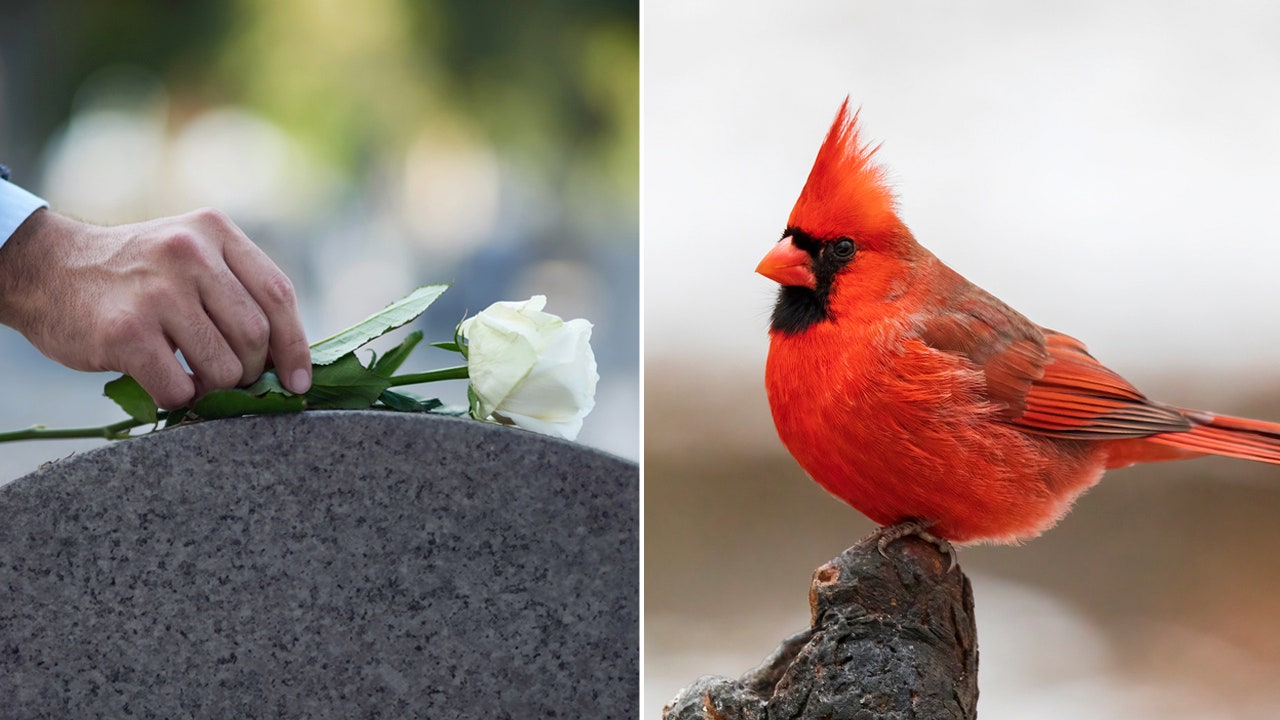 Cardinals as 'messengers from heaven': What does it mean when you see this beautiful red bird?