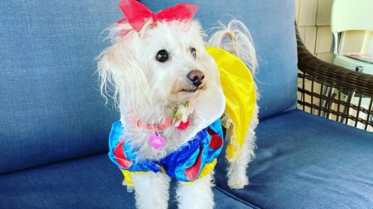 A dog named Chloe dressed as Snow White for Halloween