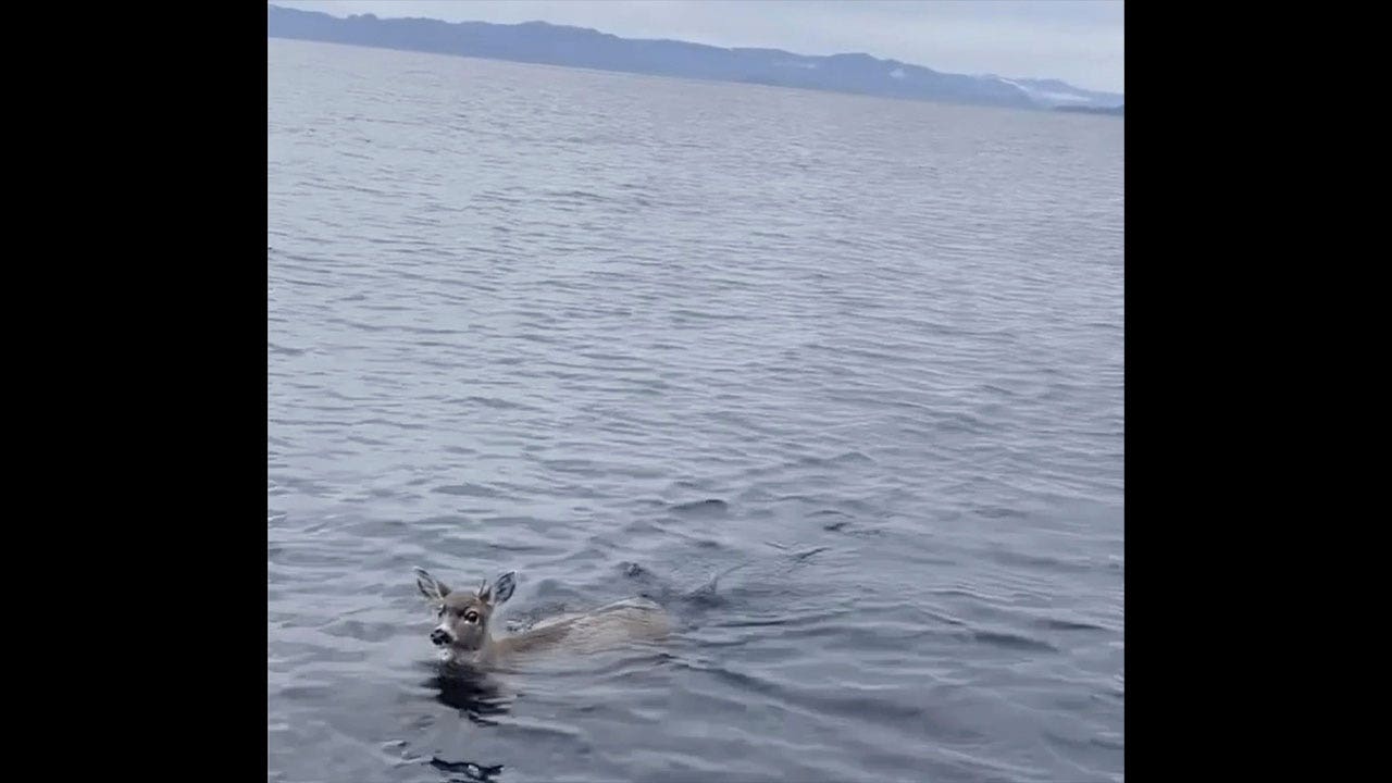 News :2 deer stranded in cold Alaskan waters rescued by troopers, get a lift on boat
