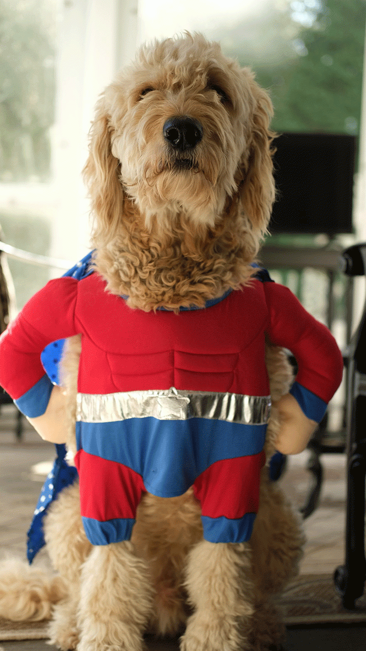 Dog dressed as a super hero for Halloween