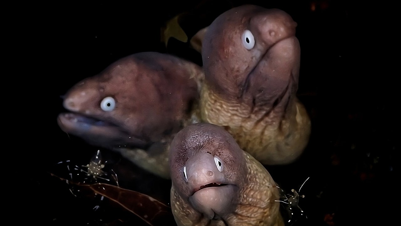 Underwater pictures level of competition crowns winners among 1,600 images: See a 3-headed eel pic and far more