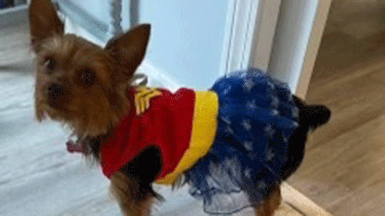 A dog named Gigi dressed up Wonder Woman for Halloween