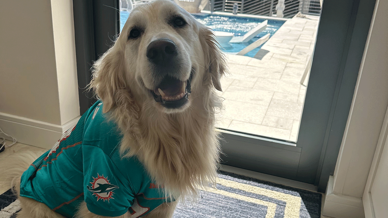 A dog named Guinness dressed up as a football player for Halloween