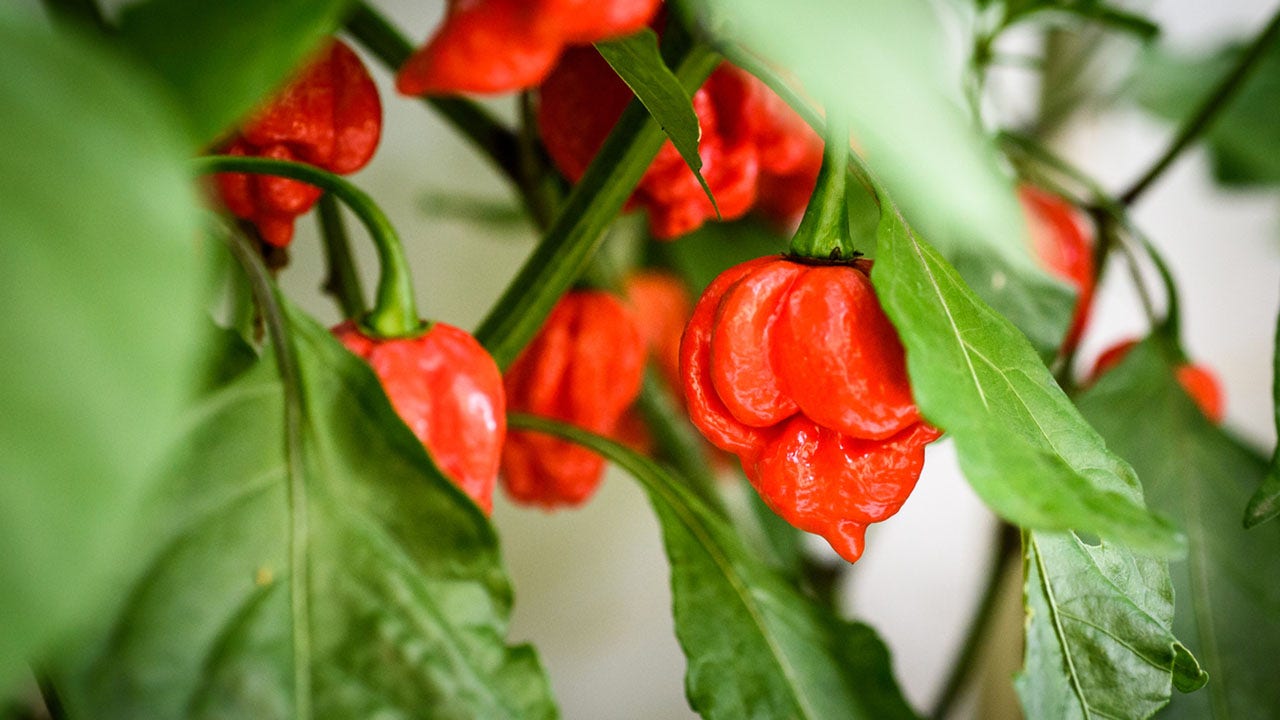5 of the spiciest peppers a person can buy — and how pepper spice
