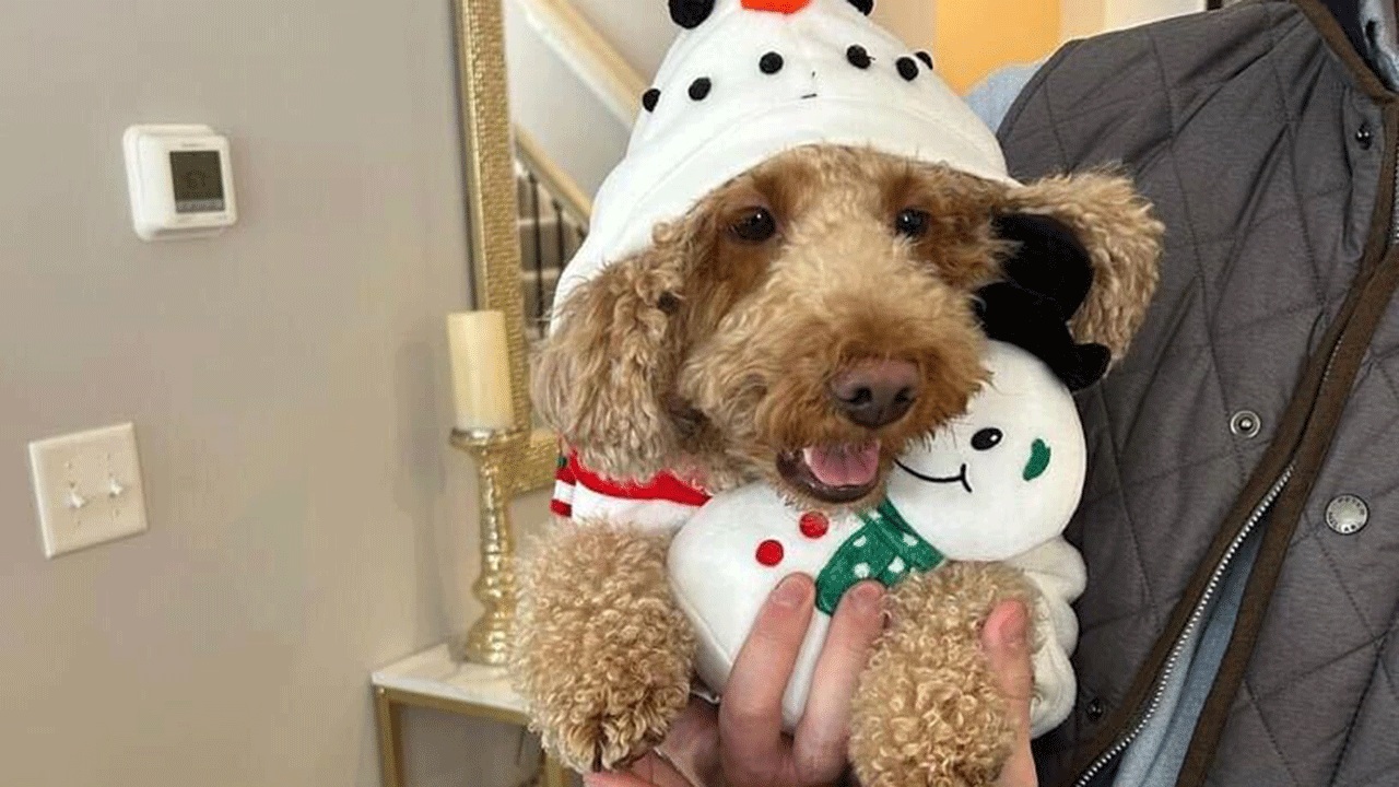 A dog named Jasper in a snowman costume