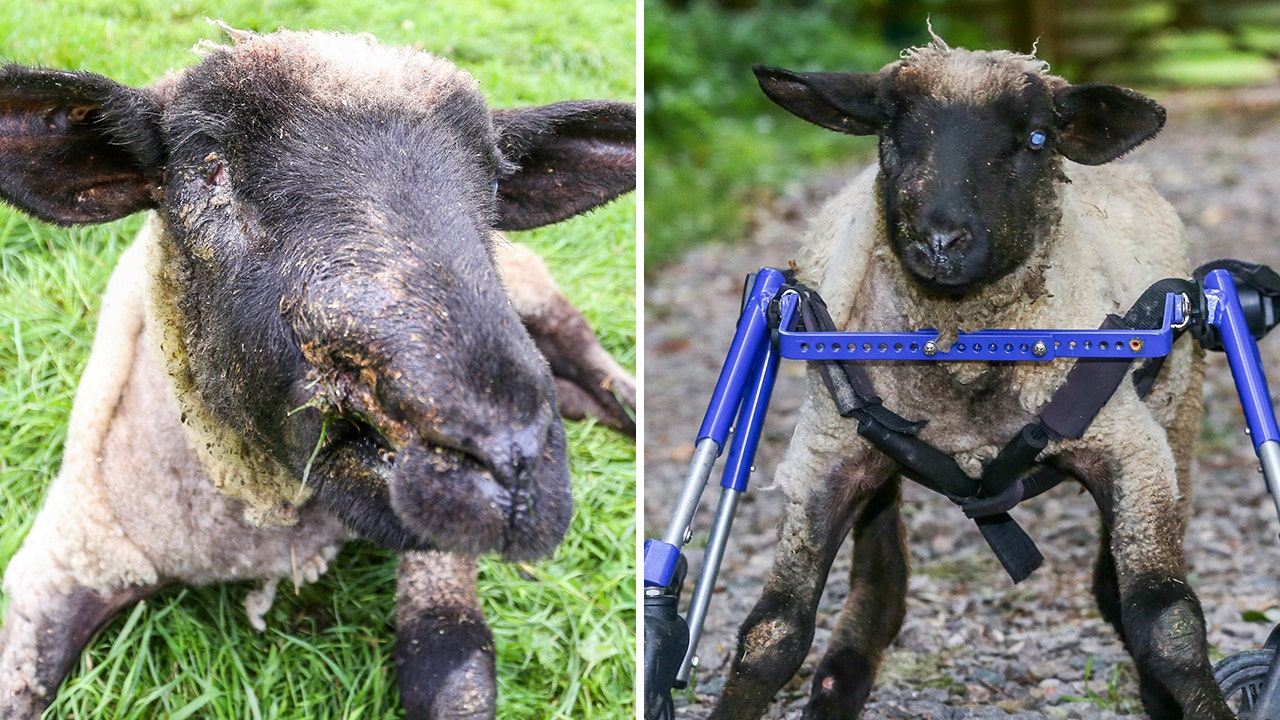 Wheel of fortune: Injured lamb learns to walk again with cool makeshift wheelchair, is now 'enjoying life’