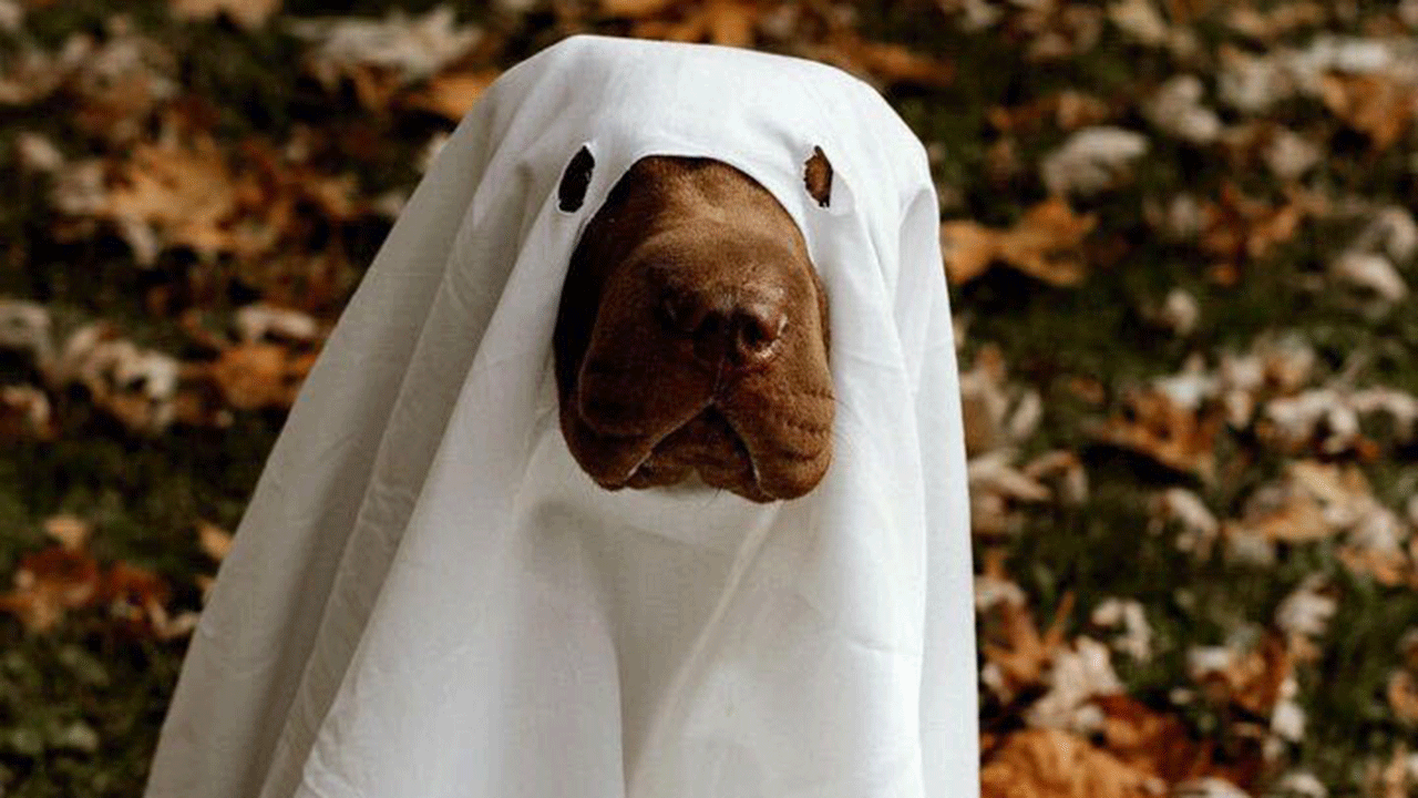 A dog named Mousse dressed up as a ghost for Halloween