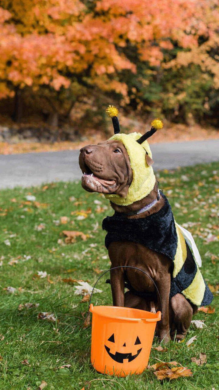 A dog named Mousse dressed up as a bee for Halloween