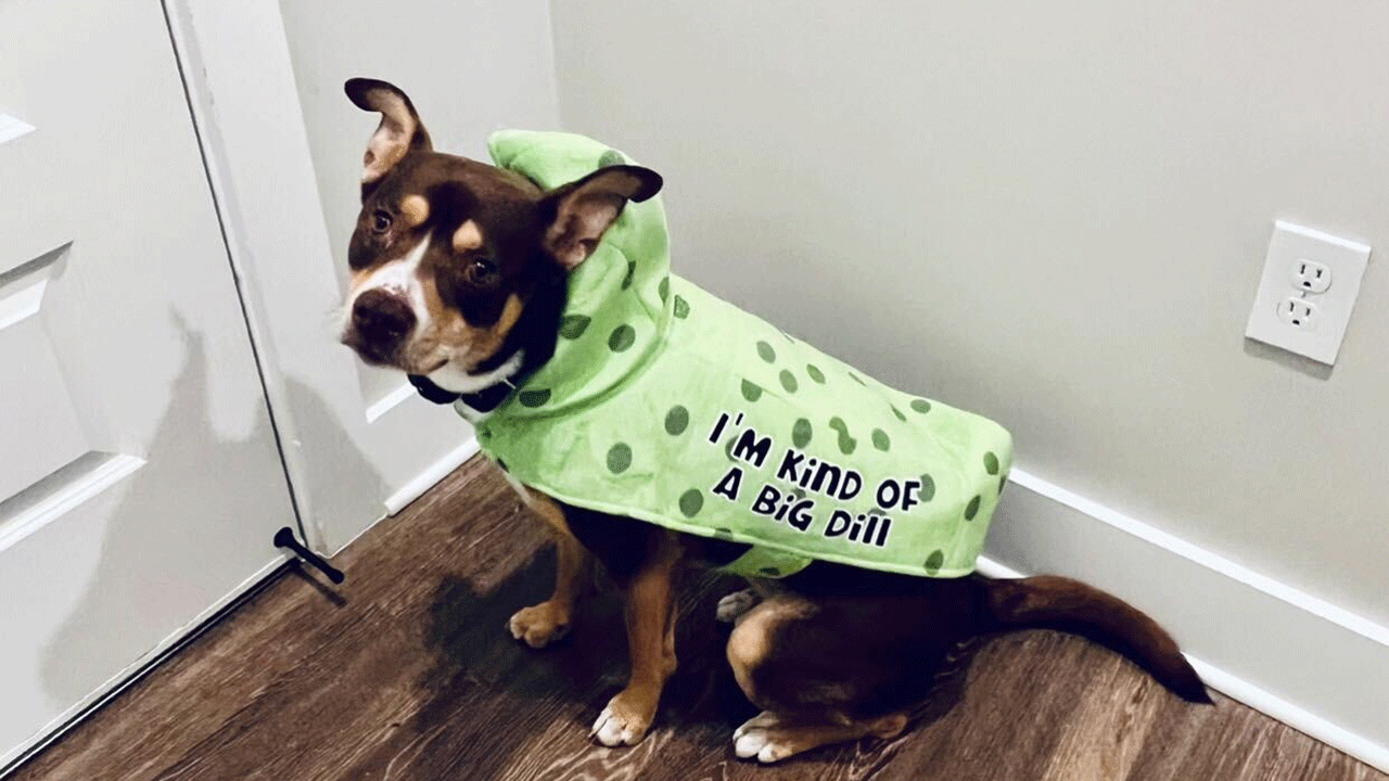 A dog named Nelli dressed up as a pickle for Halloween