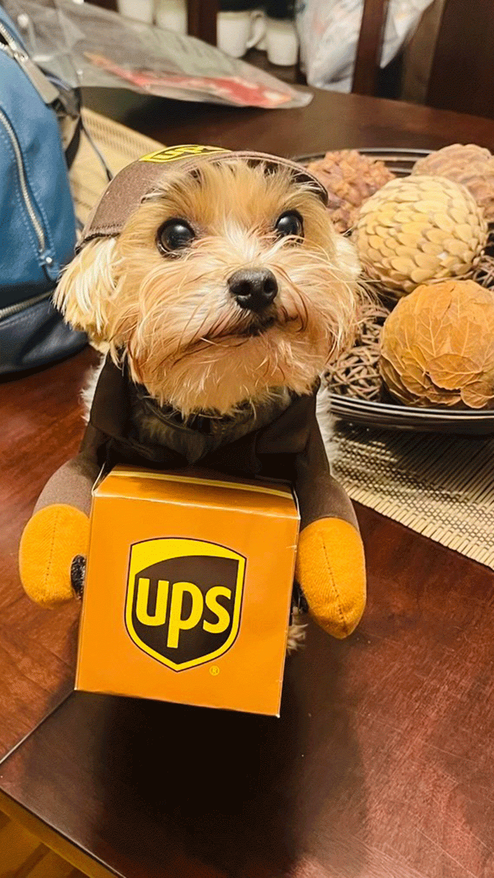 A dog named Nico dressed up as a UPS worker for Halloween