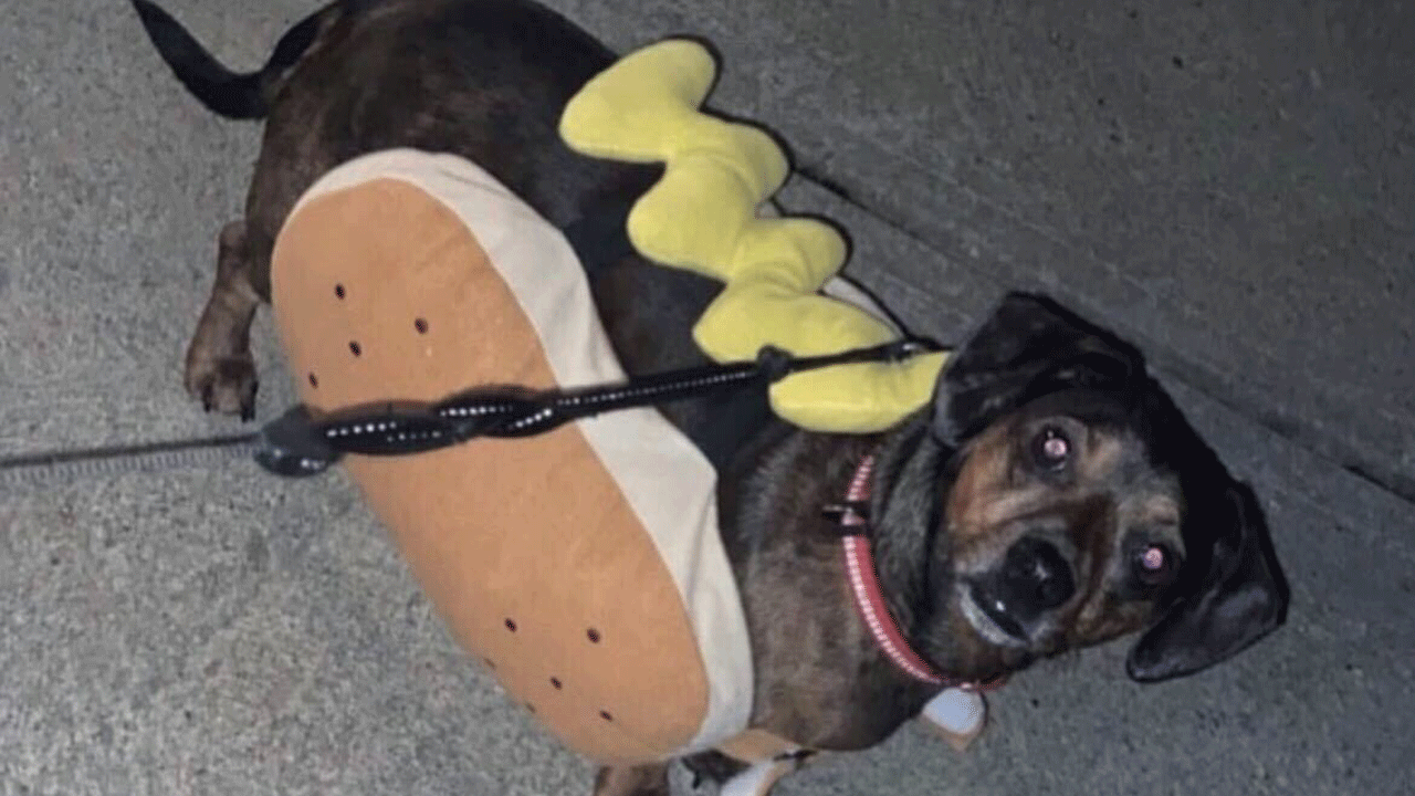 A dog named Oscar Mayer dressed as a hot dog