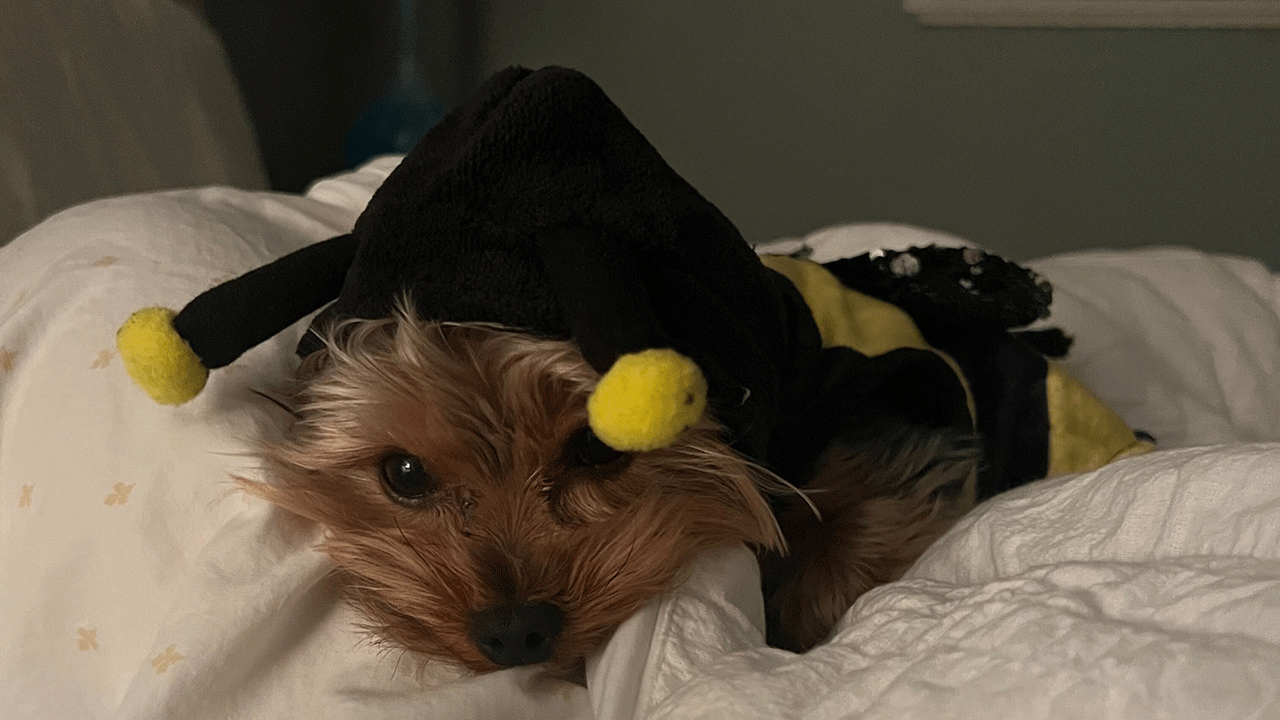 A dog named Pablo dressed up as a bee for Halloween