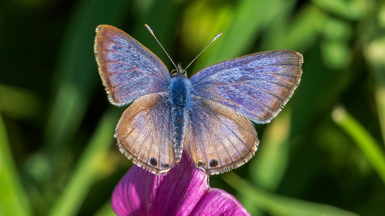 Beautiful butterfly: Remarkable pictures show extremely rare long-tailed flying insect