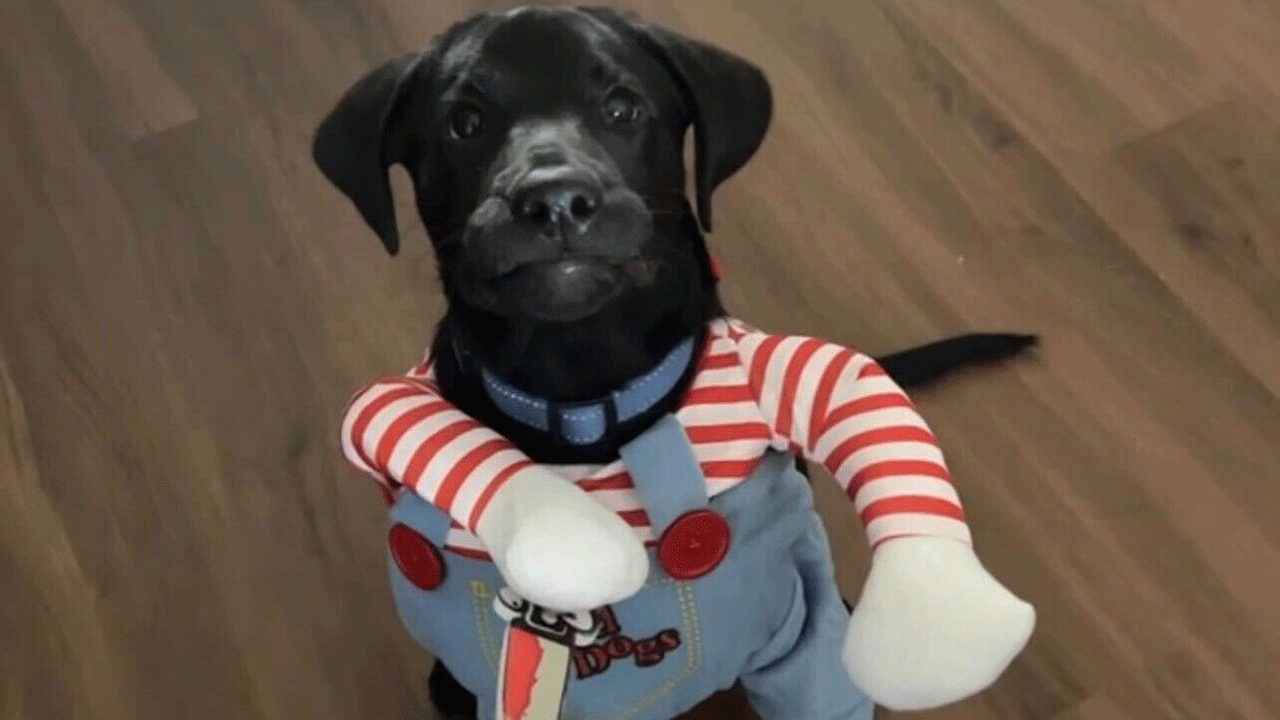 A dog named Tito dressed up as Chucky for Halloween