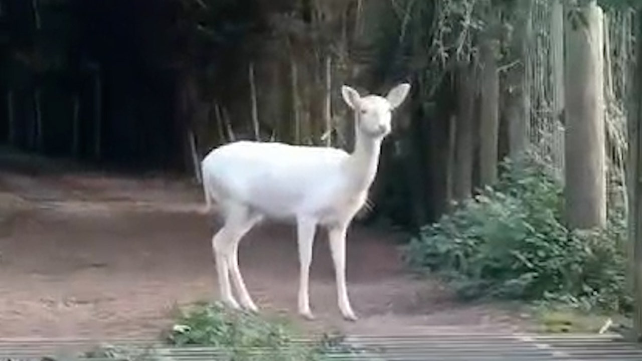 Student spots 'breathtaking' white deer while on fishing trip: 'We have never seen one before'