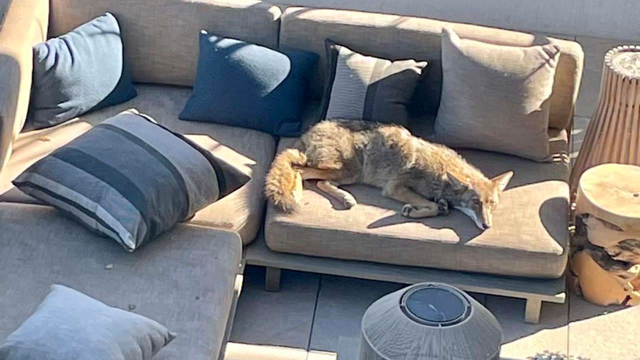 Caught in the nap: Coyote takes over patio couch in San Francisco residents' backyard
