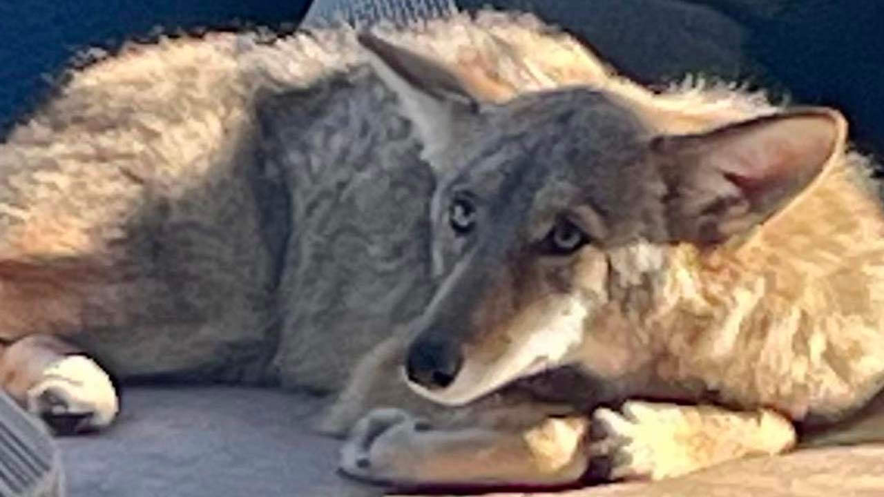 Read more about the article Texas park closed after 3 children attacked by coyote