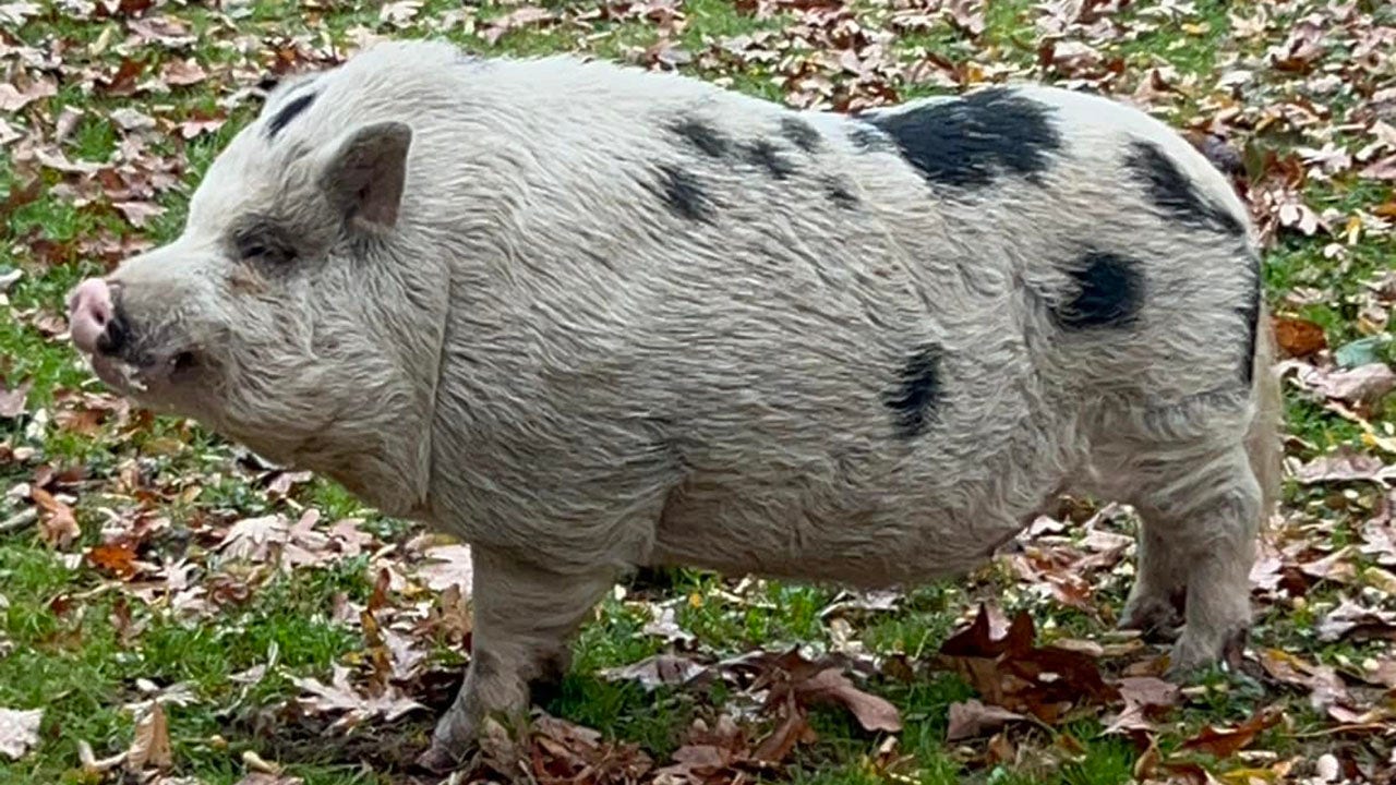 Kevin Bacon, a missing Pennsylvania pig, returns home after actor Kevin Bacon’s public plea