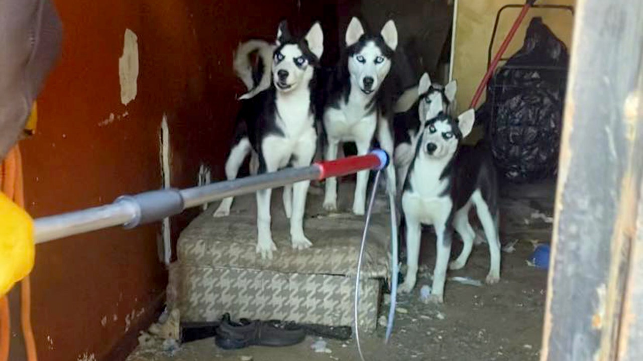 News :House of horrors: Dozens of husky puppies, mother found inside unlivable, abandoned Philadelphia home