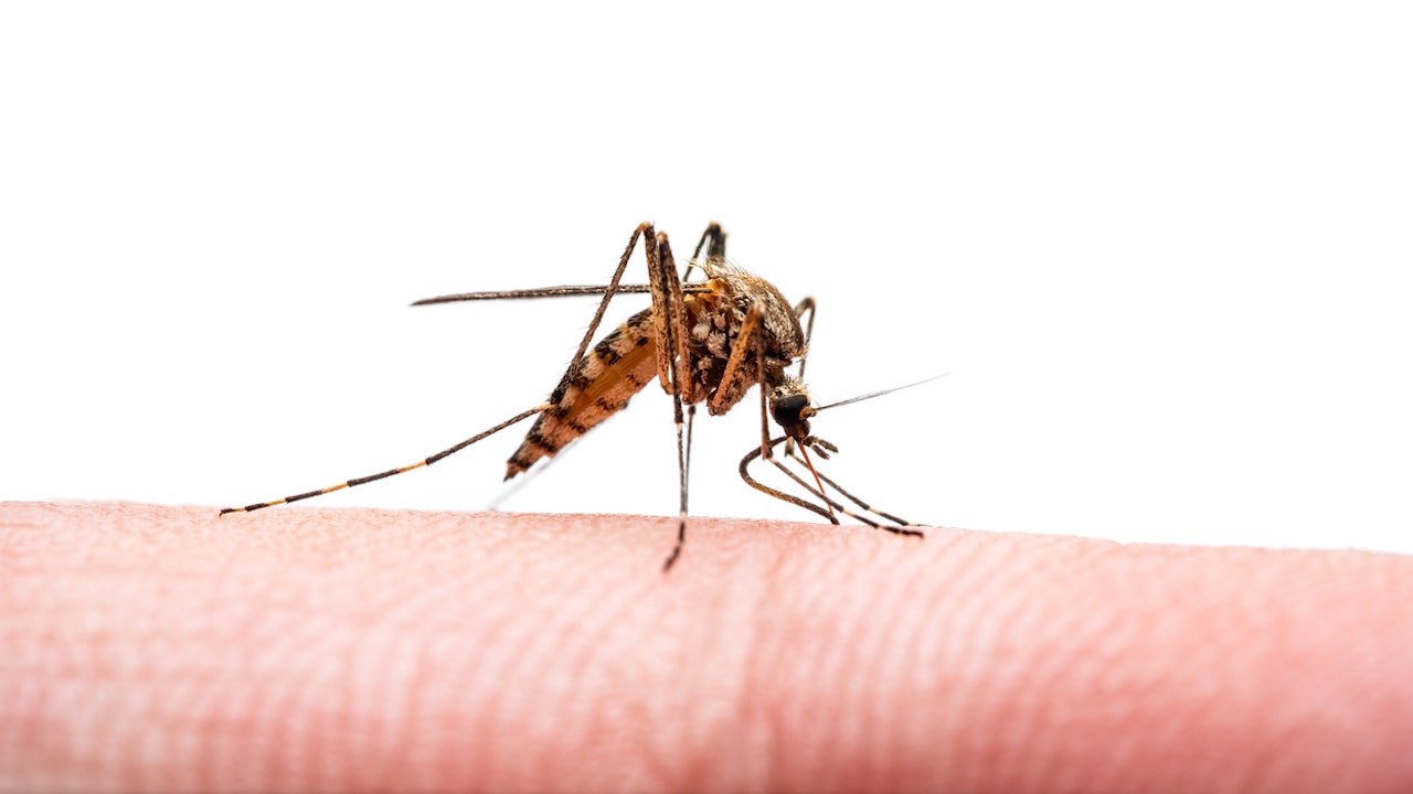 Read more about the article Puerto Rico health authorities declared a public health emergency for dengue