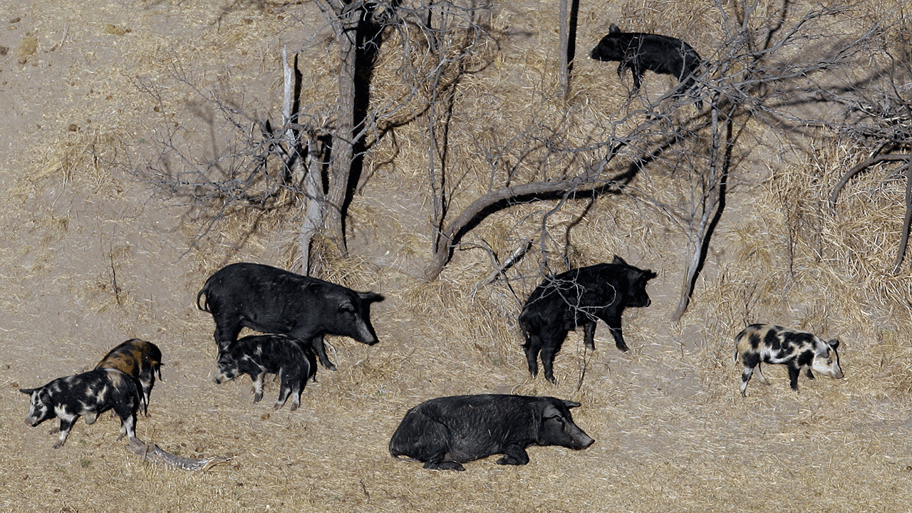 Feral pigs roam in Texas