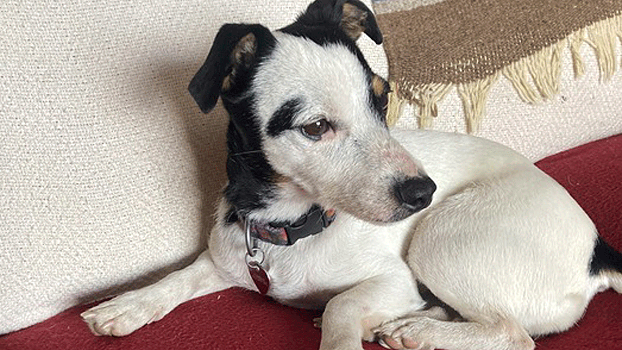 Finney the Jack Russell Terrier