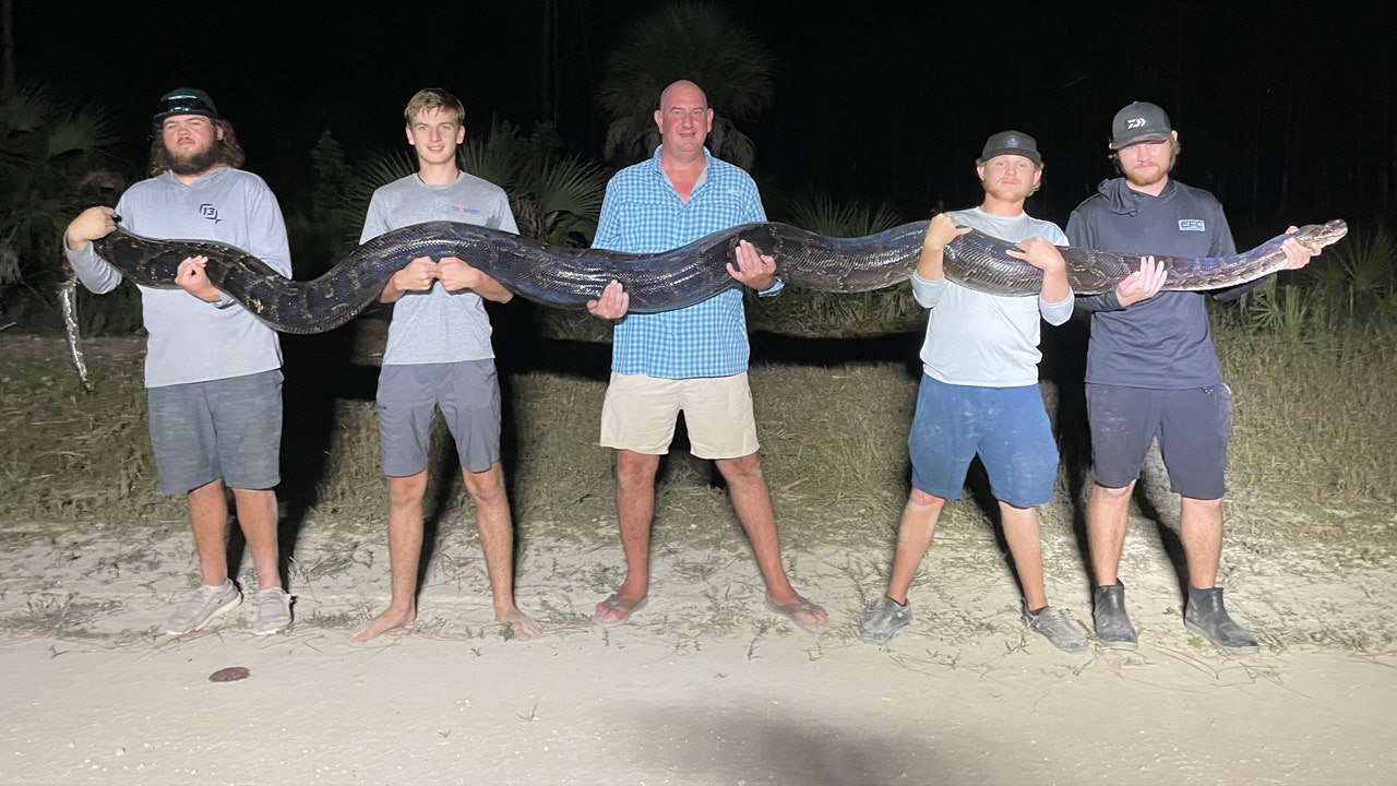 Florida men capture massive 17foot, 200pound invasive python in