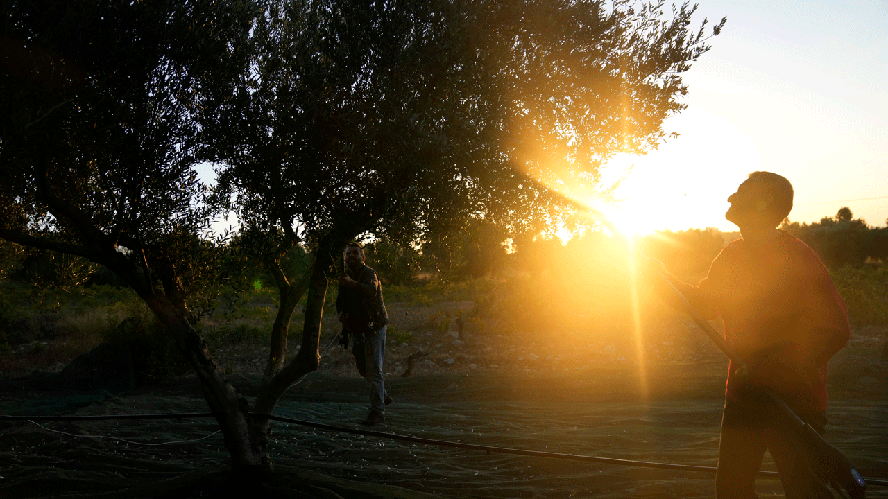 As price of olive oil soars, chainsaw-wielding thieves target Mediterranean’s century-old trees