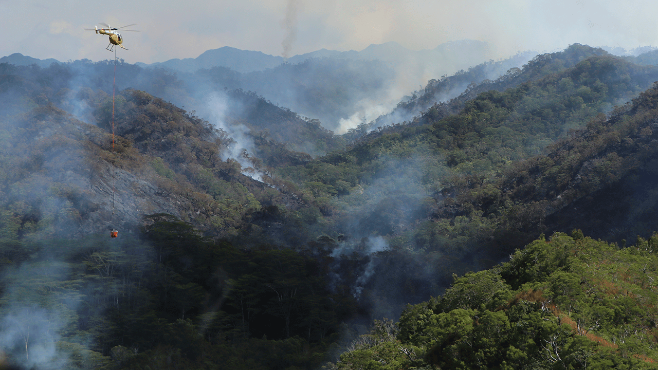 Hawaii wildfire ravages Oahu's native rainforest, posing threat to fragile ecosystems