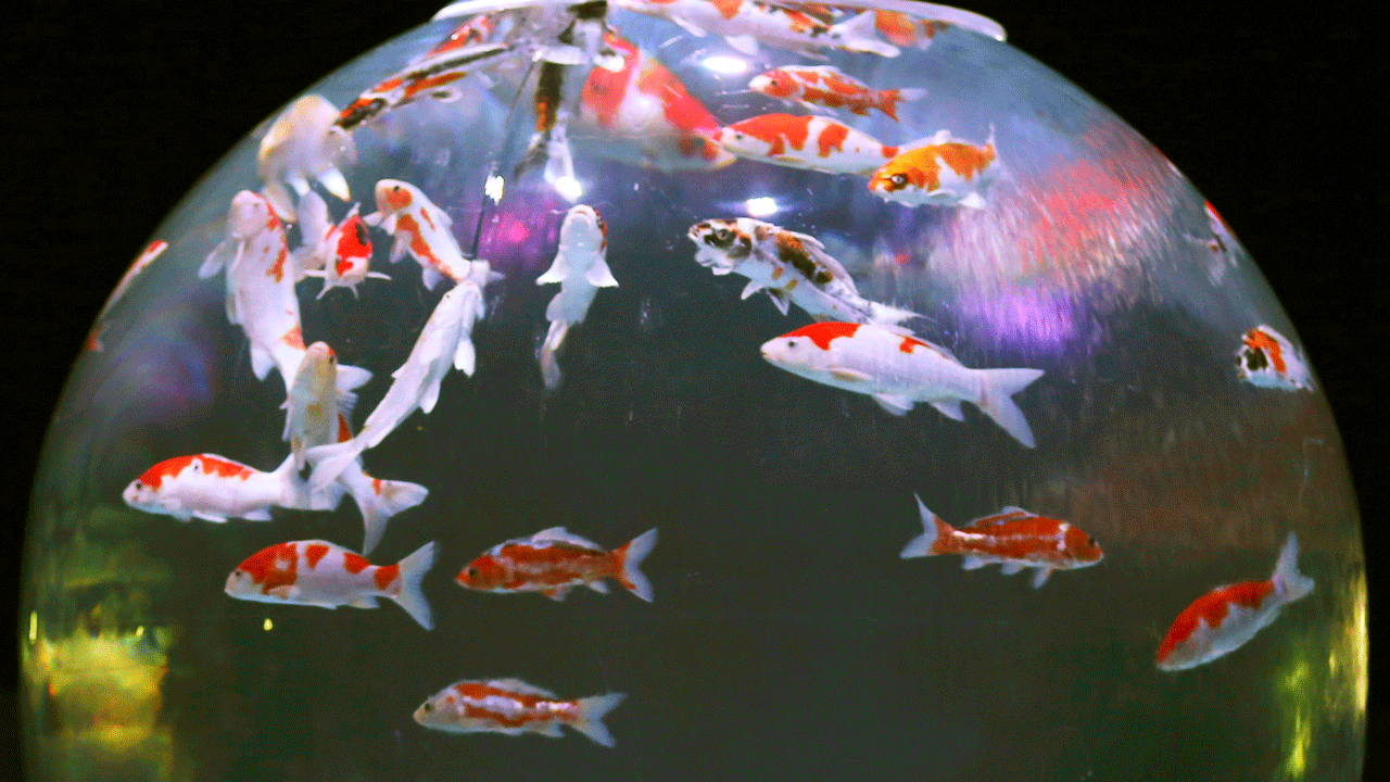 Chinese restrictions on Japanese koi fish importations have furthered soured relations between the two rivals.