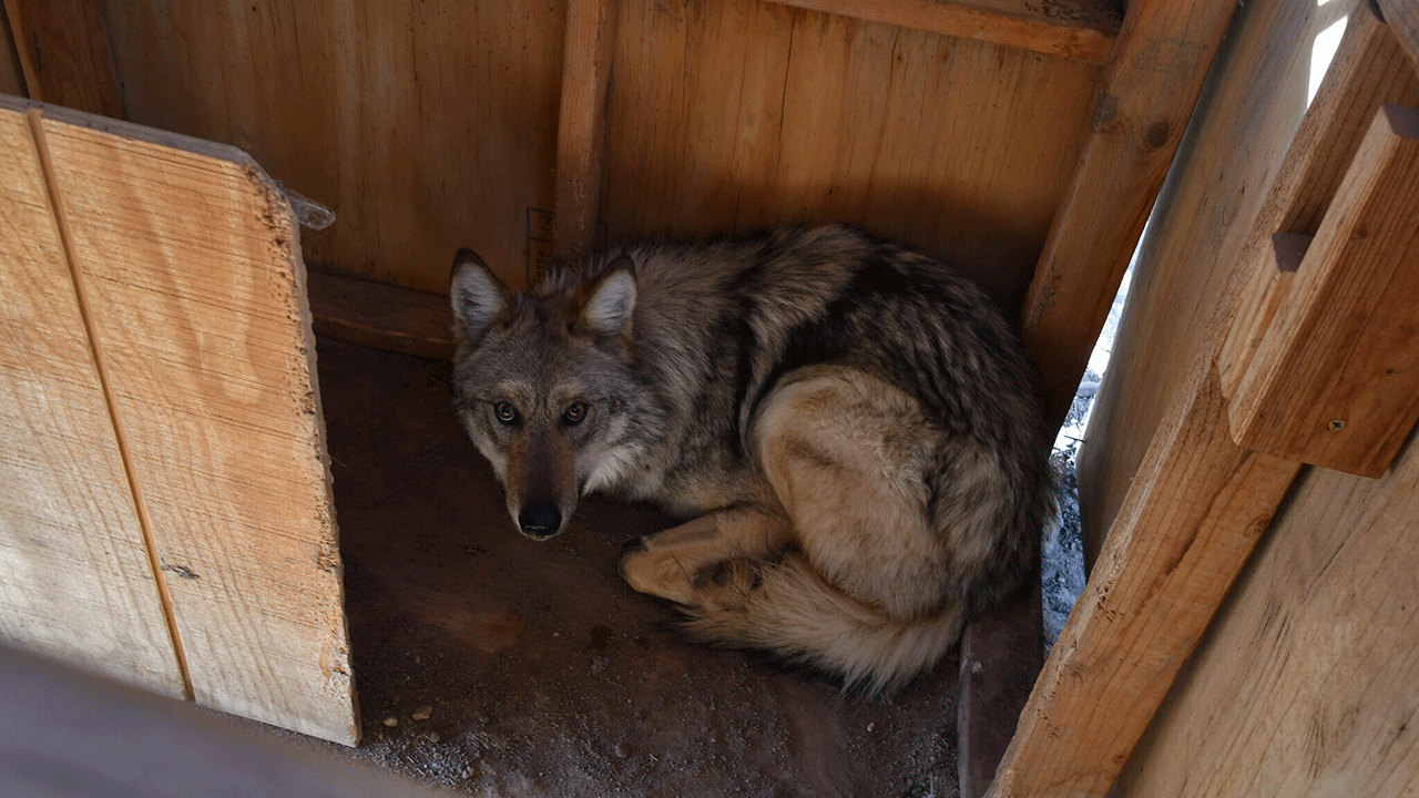 A female Mexican gray wolf