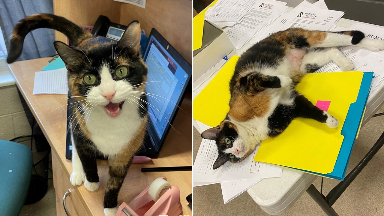 cat goes viral for brutally honest adoption post