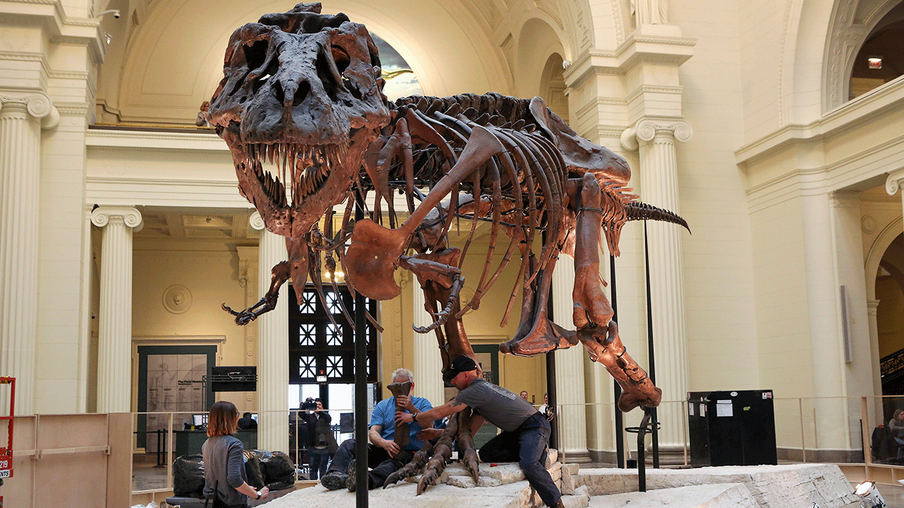 Garth Dallman, center, and Bill Kouchie, right, both from the dinosaur restoration firm Research Casting International, Ltd., begin the of dismantling Sue, the Tyrannosaurus rex, on display at Chicago's Field Museum.