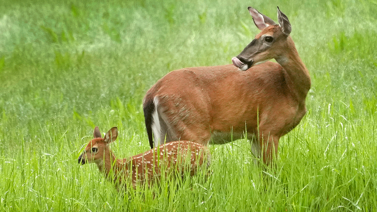 Whitetail doe and her fawn