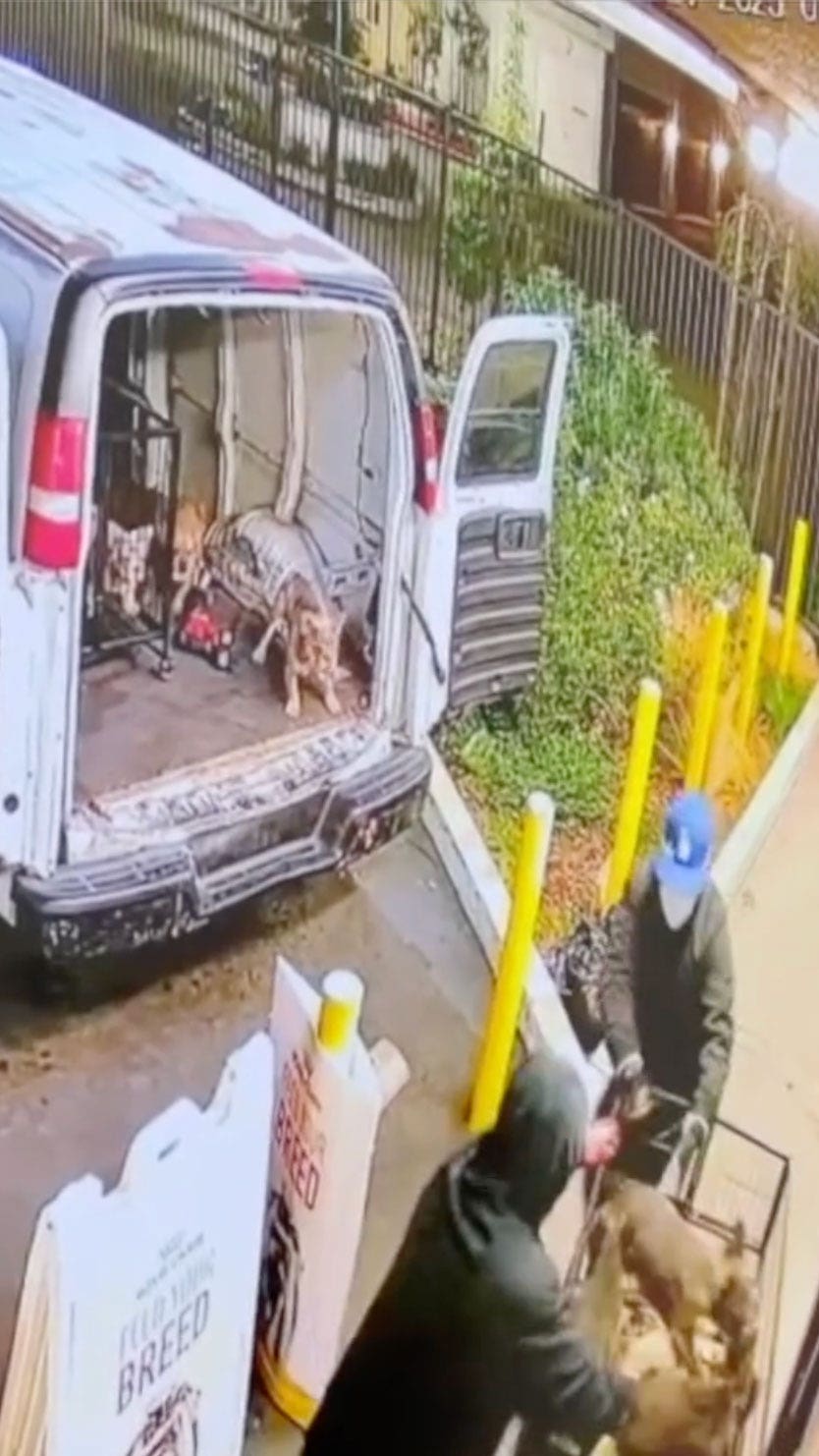 California cops seek suspects after video shows dozen French bulldogs tossed into van in pet store heist