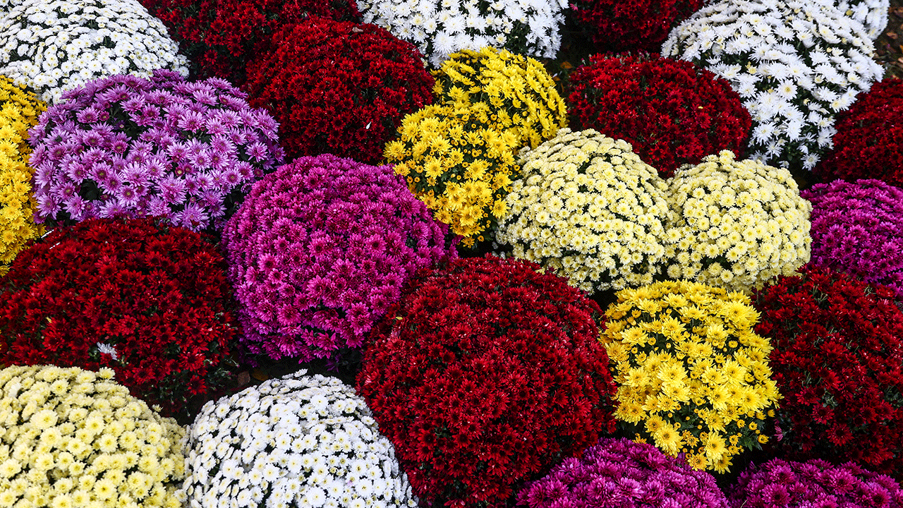 Bunches of colorful flowers