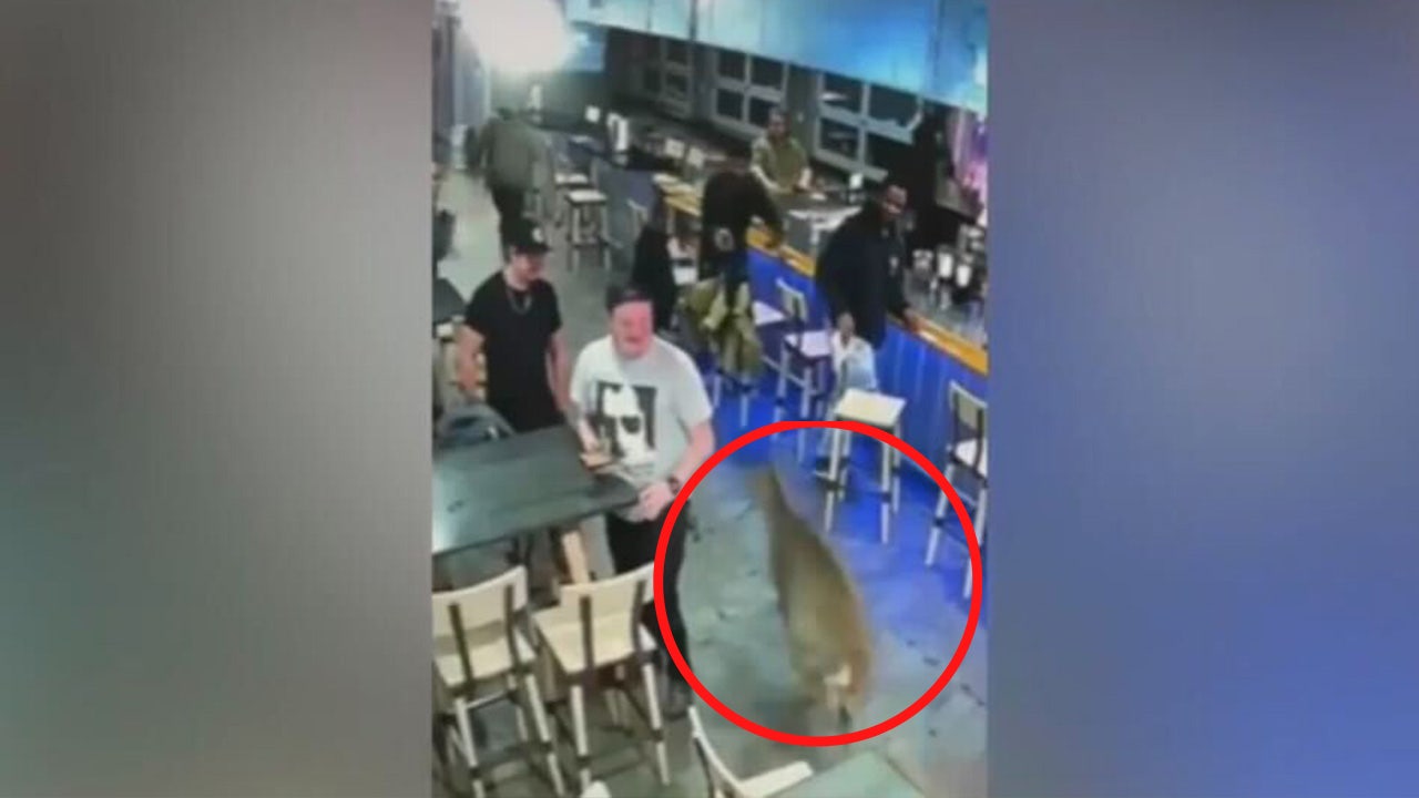 WATCH: Deer crashes through Virginia seafood restaurant's glass door, shocks patrons