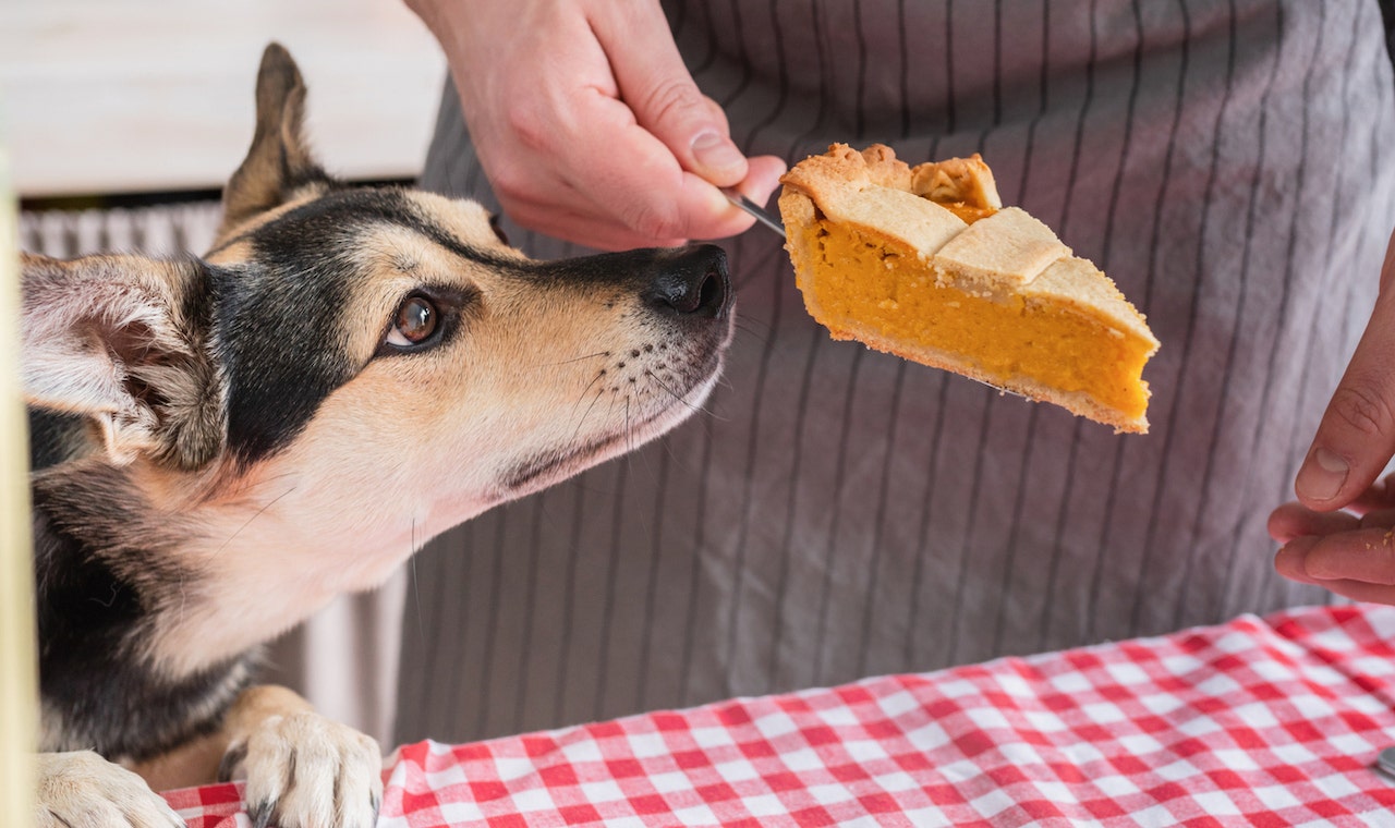 After Thanksgiving, these are the worst leftovers for your dog — see the list
