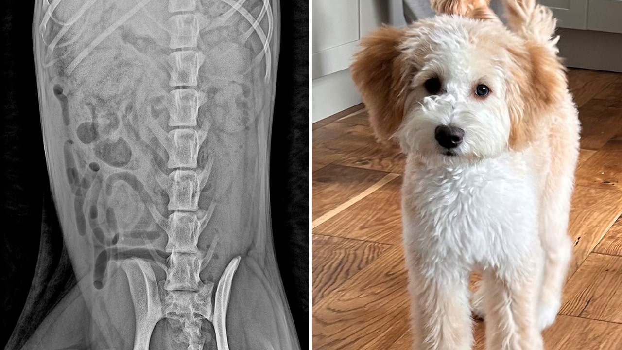 Bernedoodle dog rushed to veterinary hospital after swallowing three of her  owner's socks