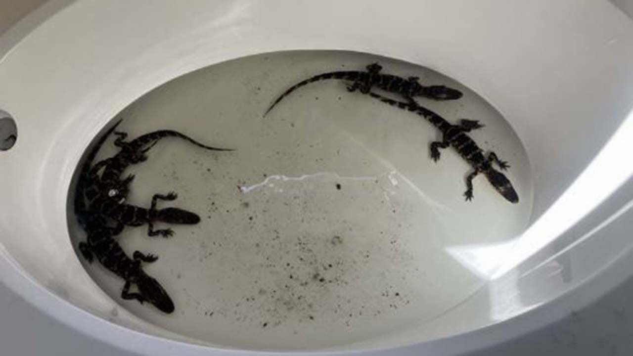 News :Florida man busted with bathtub full of alligators
