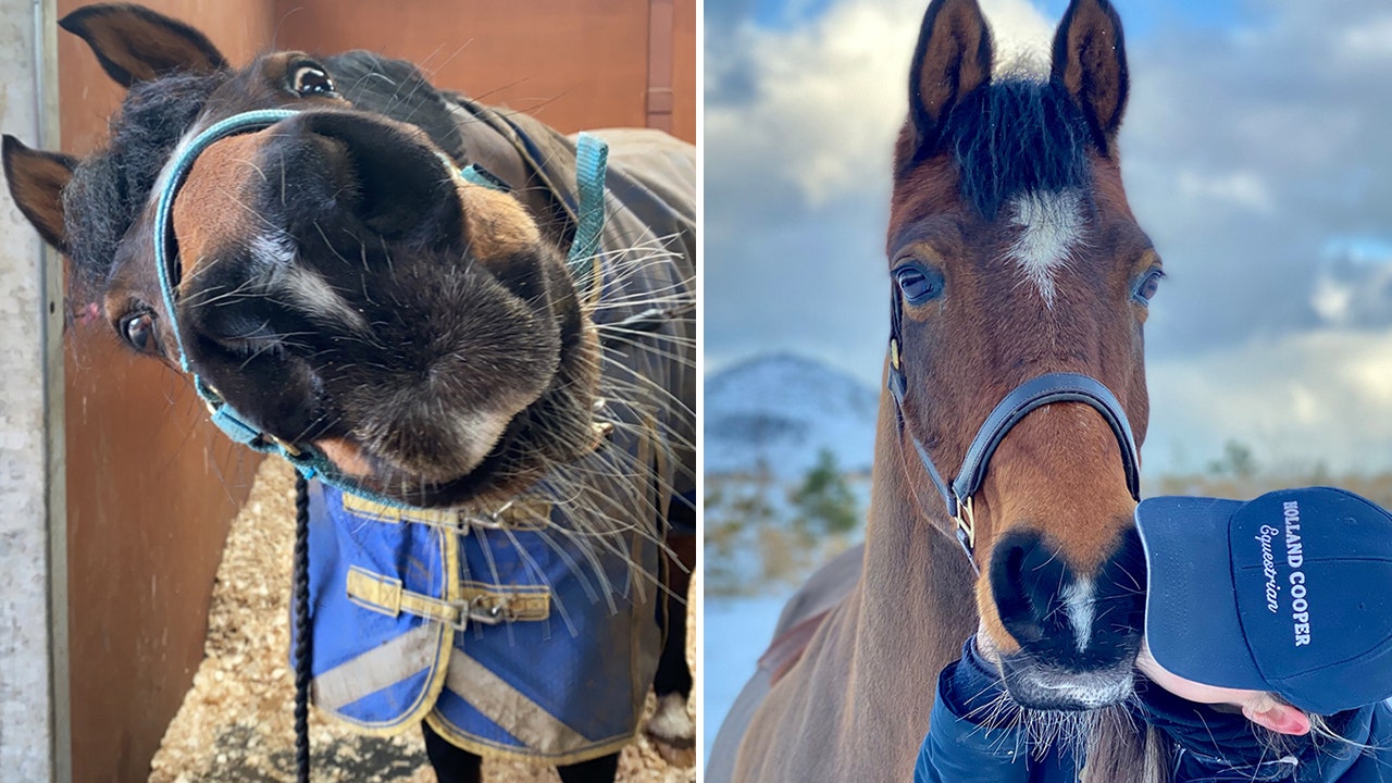 Horse goes viral on TikTok for funny dance moves as owner says ‘Twinkle’ is a ‘real character’