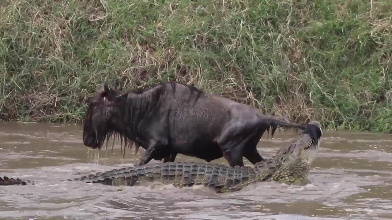 Wildebeest fights for its life as determined crocodile attacks — all caught on video by tour guide