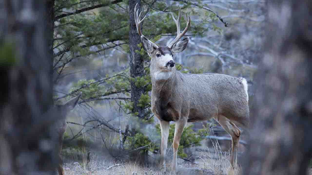'Zombie deer disease' concerns scientists over possible spread to humans - Fox News