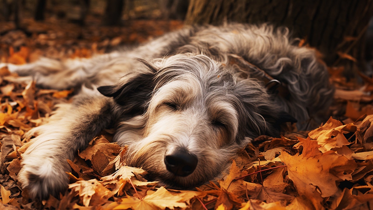 Ahead of Thanksgiving, veterinarian reveals a common reason pets wind up in the ER during the holidays