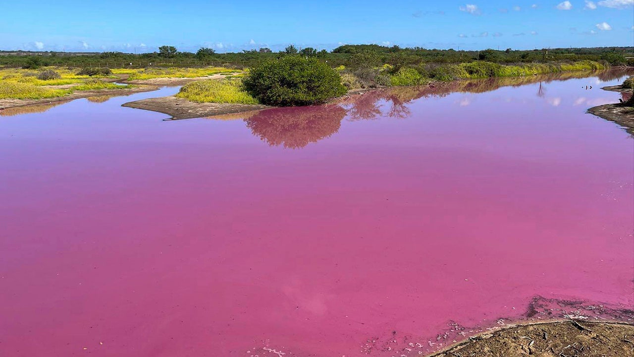 https://static.foxnews.com/foxnews.com/content/uploads/2023/11/pink-pond.jpg