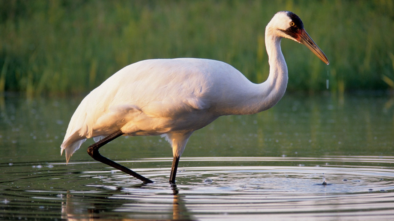 Read more about the article Feds offer $5K reward for info on Louisiana whooping crane’s killer